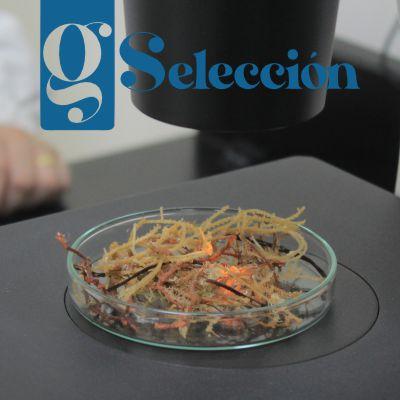 Alginato de Sargazo